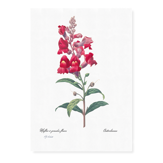 Anterinum from Choix des plus belles fleurs By Pierre-Joseph Redouté - Art Print