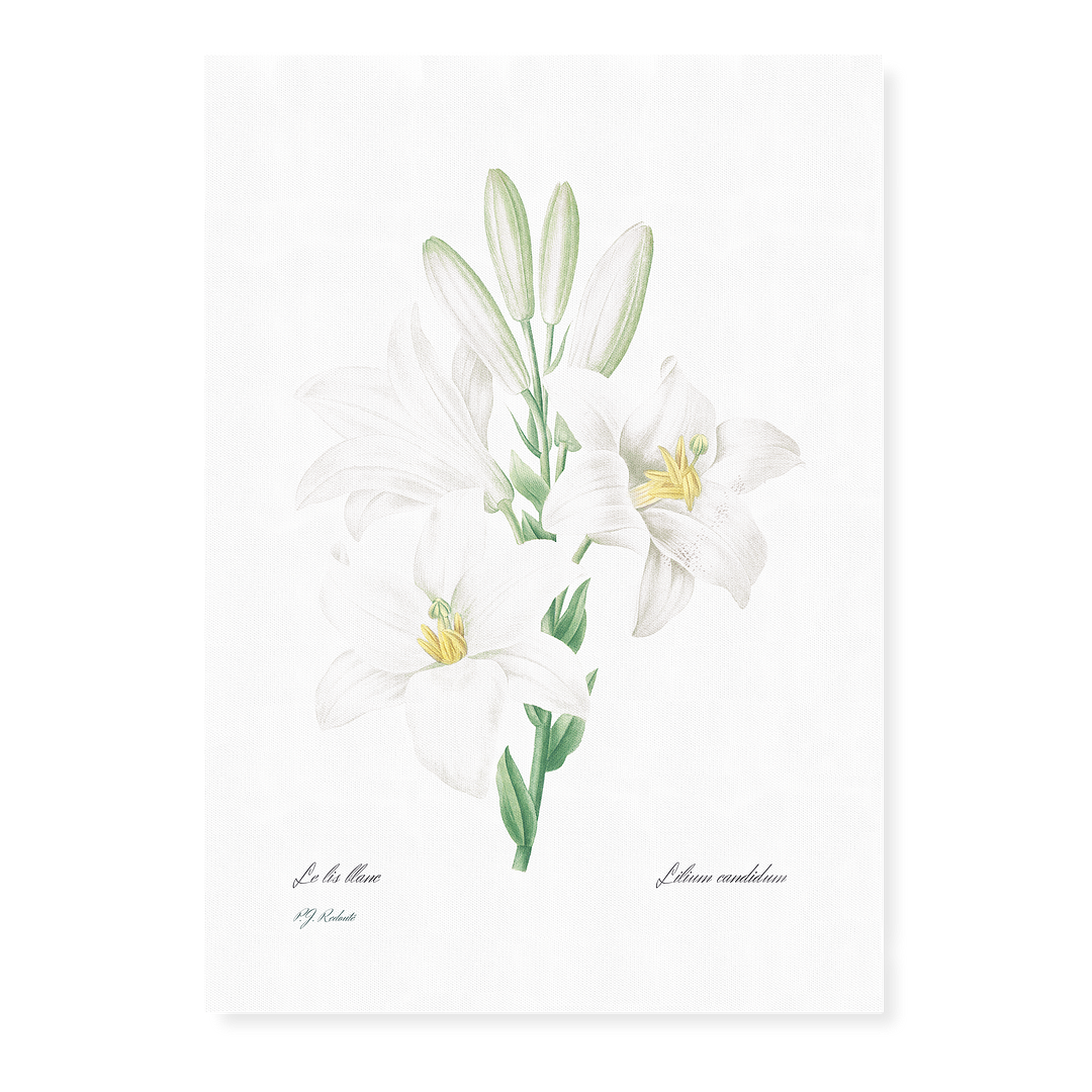 Madonna Lily from Choix des plus belles fleurs By Pierre-Joseph Redouté - Art Print