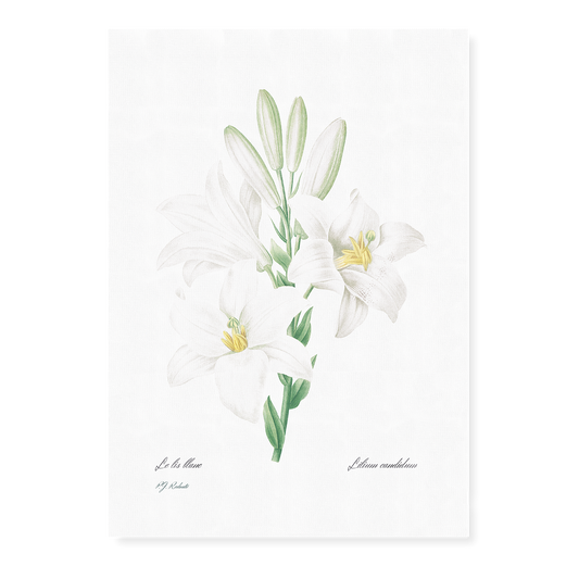 Madonna Lily from Choix des plus belles fleurs By Pierre-Joseph Redouté - Art Print