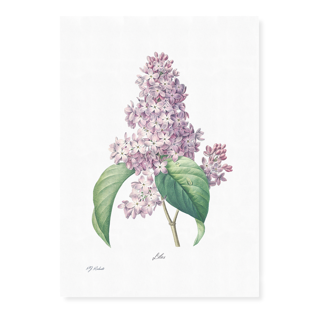 Lilac By Pierre-Joseph Redouté - Art Print