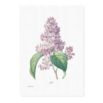 Lilac By Pierre-Joseph Redouté - Art Print