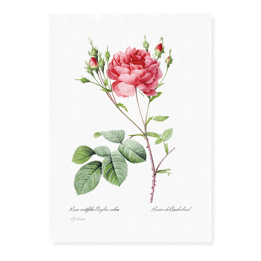 Rosa Centifolia Anglica Rubra By Pierre-Joseph Redouté - Art Print