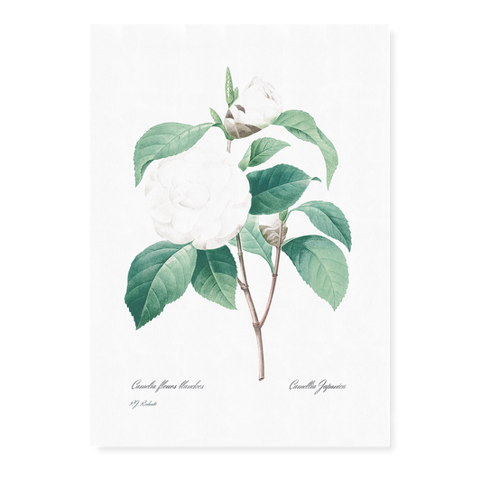 White Camellia from Choix des plus belles fleurs By Pierre-Joseph Redouté - Art Print