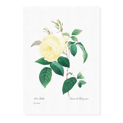 Yellow Rose By Pierre-Joseph Redouté - Art Print