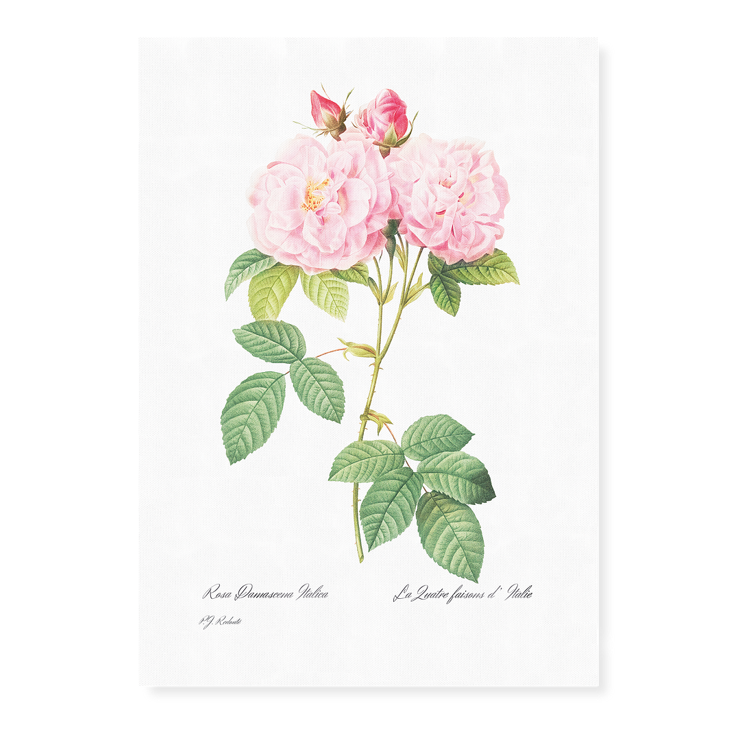 Italian Damask Rose By Pierre-Joseph Redouté - Art Print