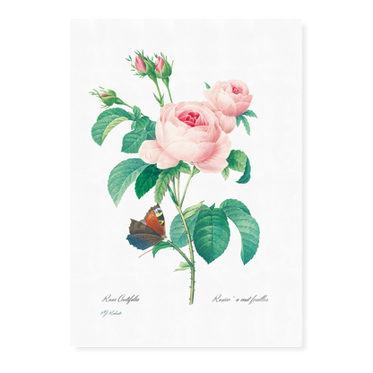 Cabbage rose By Pierre-Joseph Redouté - Art Print