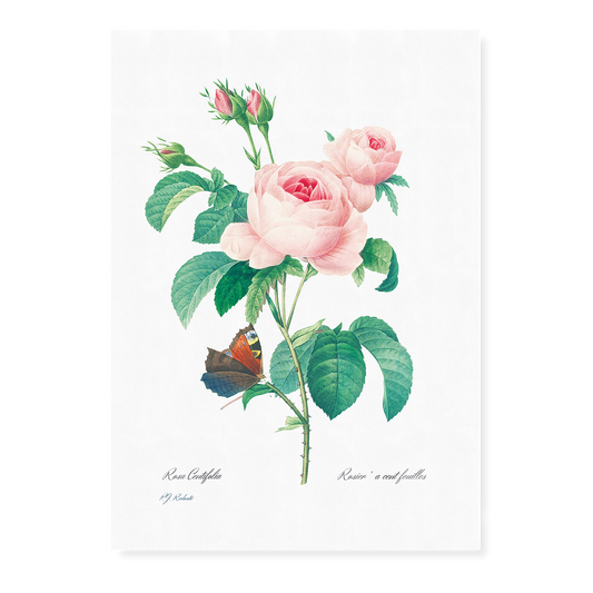 Cabbage rose By Pierre-Joseph Redouté - Art Print