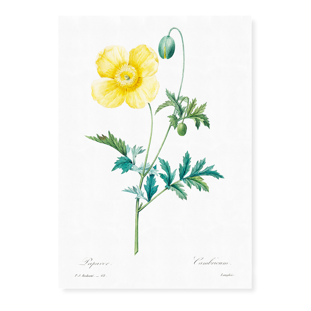 Welsh poppy by Pierre-Joseph Redouté - Art Print