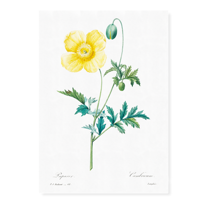 Welsh poppy by Pierre-Joseph Redouté - Art Print