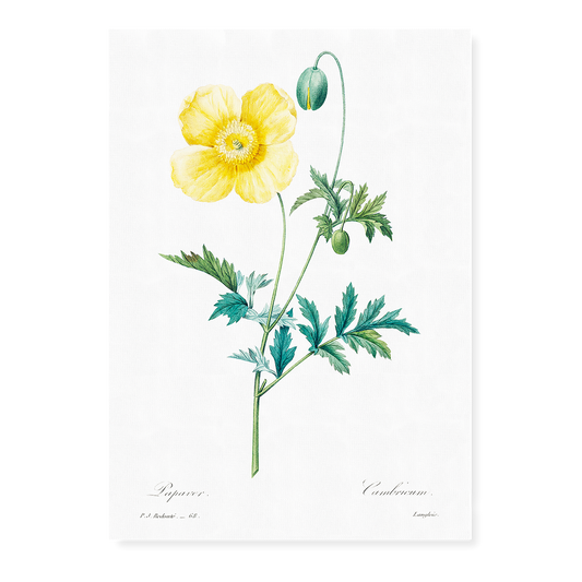 Welsh poppy by Pierre-Joseph Redouté - Art Print