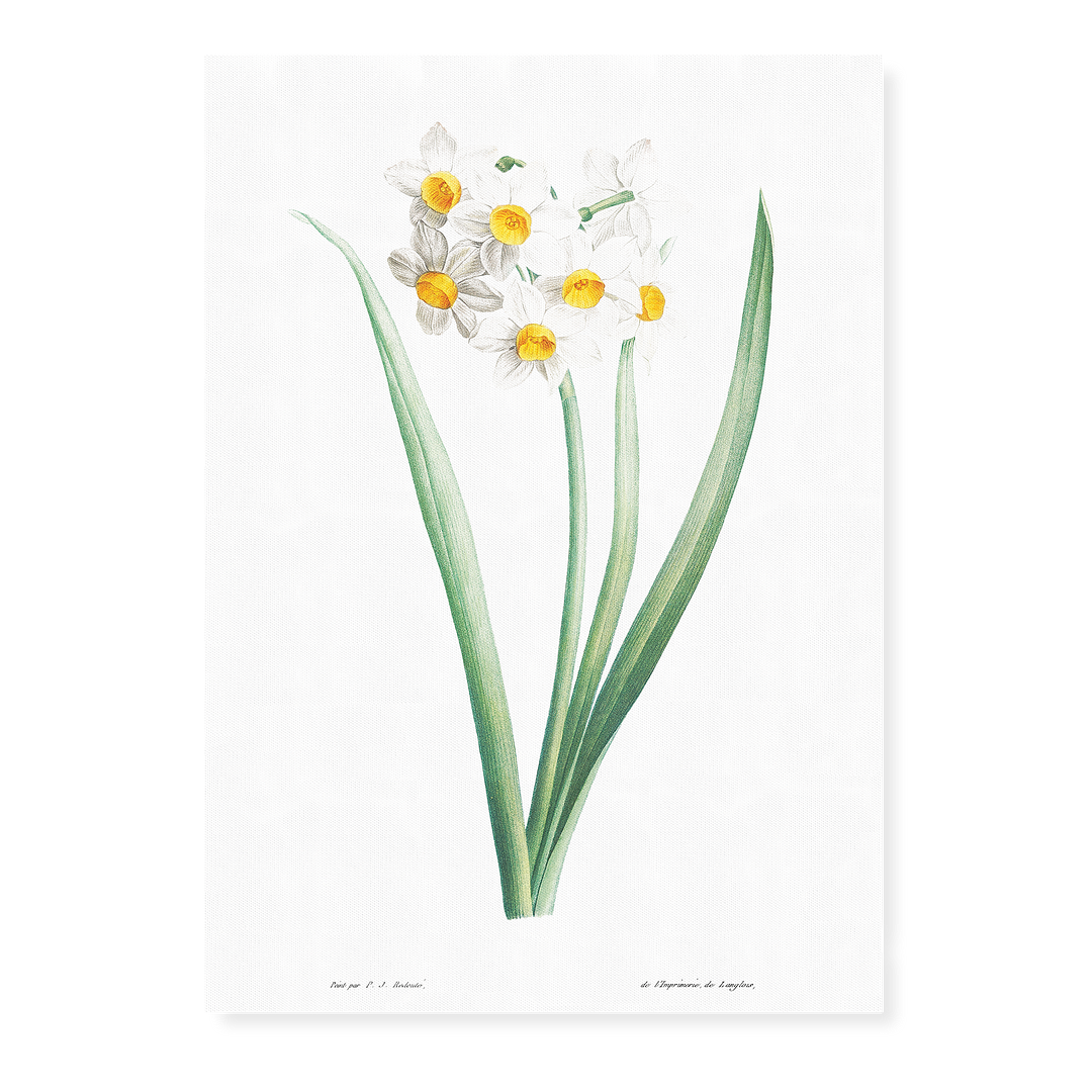 Narcissus By Pierre-Joseph Redouté - Art Print