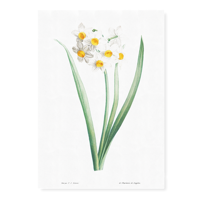 Narcissus By Pierre-Joseph Redouté - Art Print