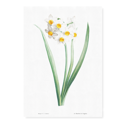 Narcissus By Pierre-Joseph Redouté - Art Print