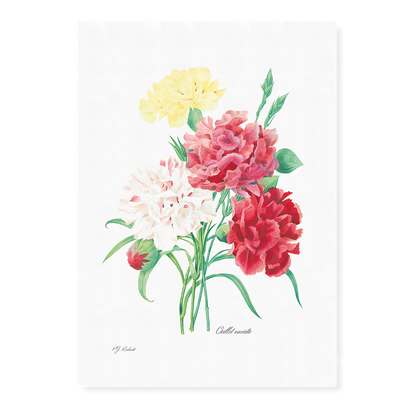 Carnation By Pierre-Joseph Redouté - Art Print