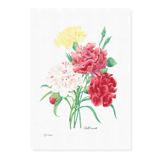 Carnation By Pierre-Joseph Redouté - Art Print