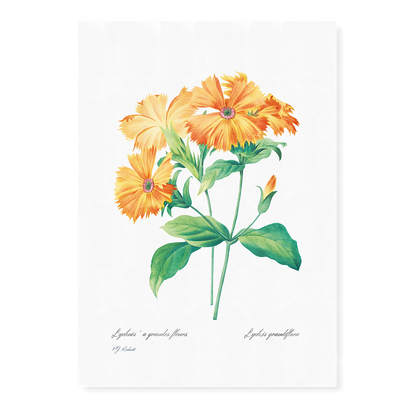 Lychnis grandiflora By Pierre-Joseph Redouté - Art Print