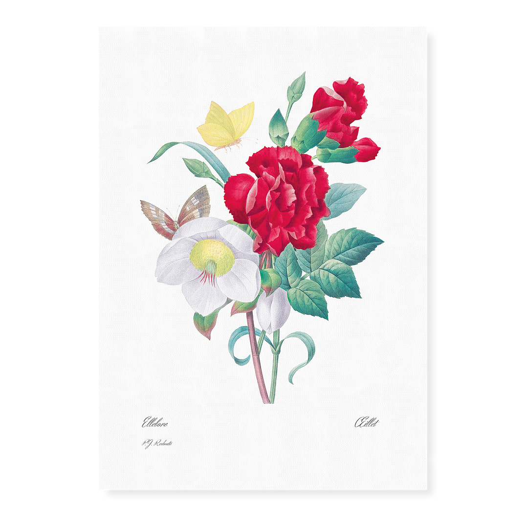 Hellebore and Oeillet By Pierre-Joseph Redouté - Art Print