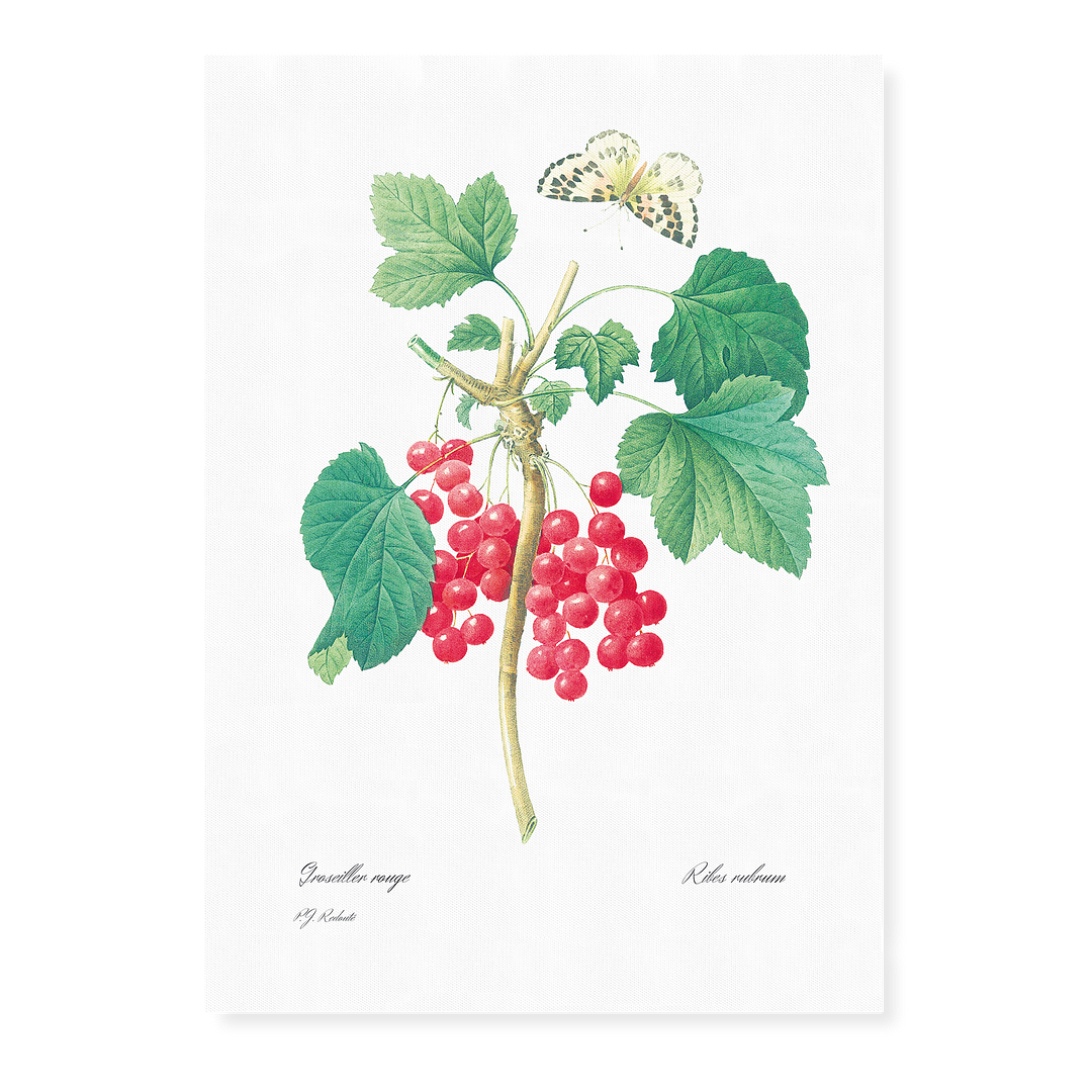 Red Currant By Pierre-Joseph Redouté - Art Print