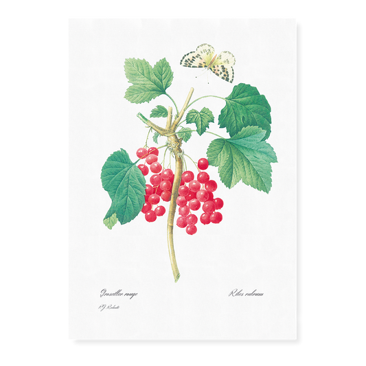 Red Currant By Pierre-Joseph Redouté - Art Print