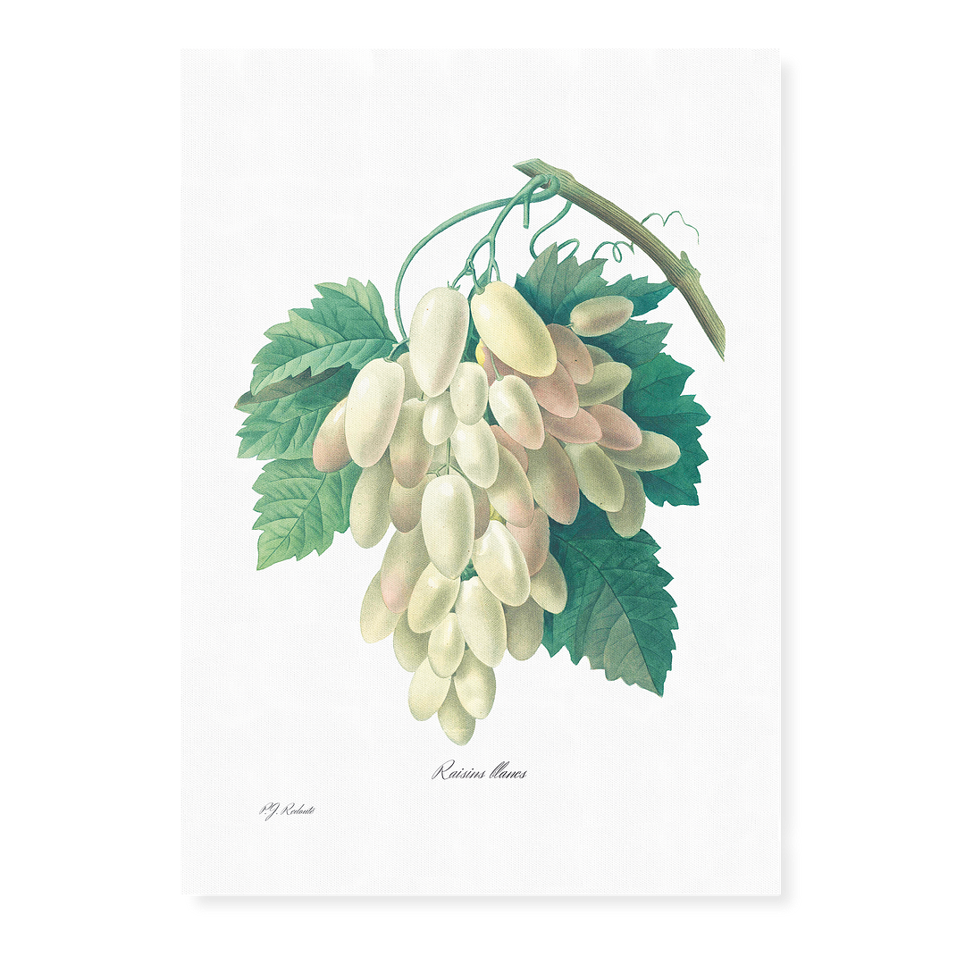 White Grape By Pierre-Joseph Redouté - Art Print