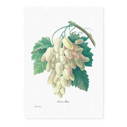 White Grape By Pierre-Joseph Redouté - Art Print