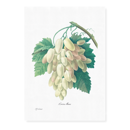 White Grape By Pierre-Joseph Redouté - Art Print