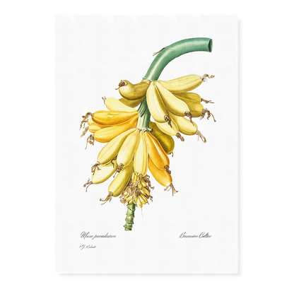 Banana By Pierre-Joseph Redouté - Art Print