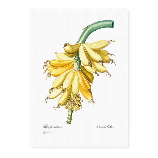 Banana By Pierre-Joseph Redouté - Art Print