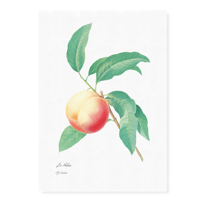 Peach fruit on a branch By Pierre-Joseph Redouté - Art Print