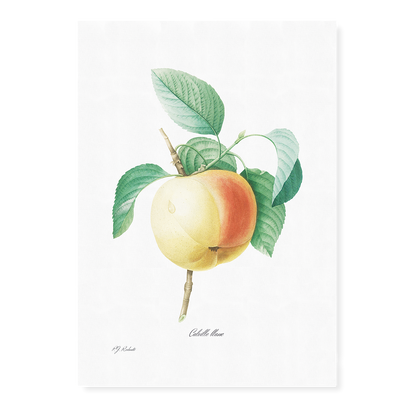 Apple by Pierre-Joseph Redouté - Art Print