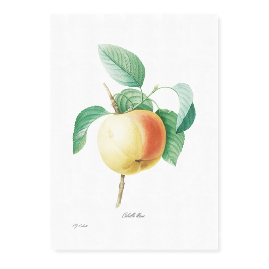 Apple by Pierre-Joseph Redouté - Art Print