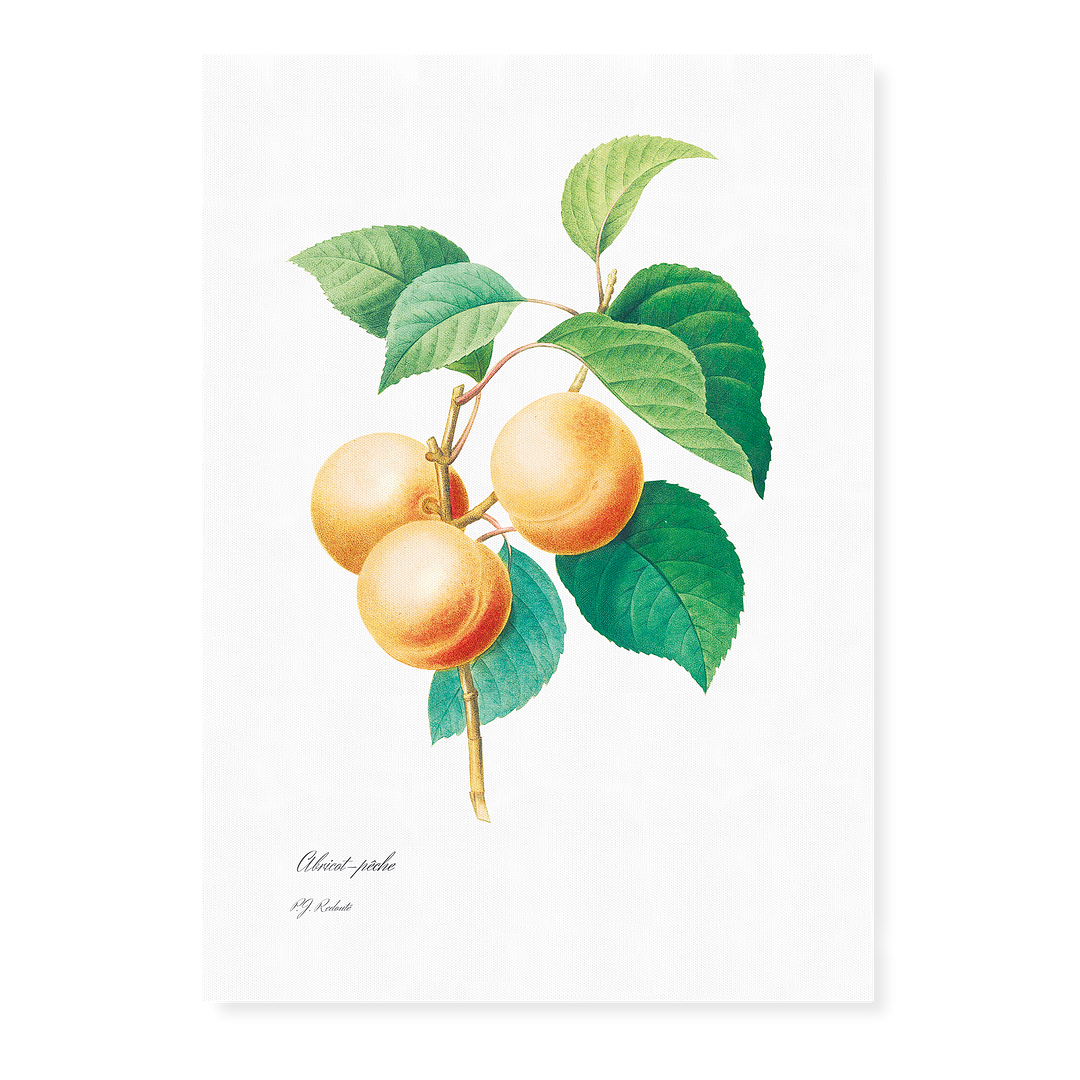 Peaches by Pierre-Joseph Redouté - Art Print