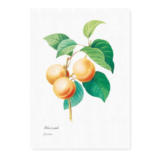 Peaches by Pierre-Joseph Redouté - Art Print