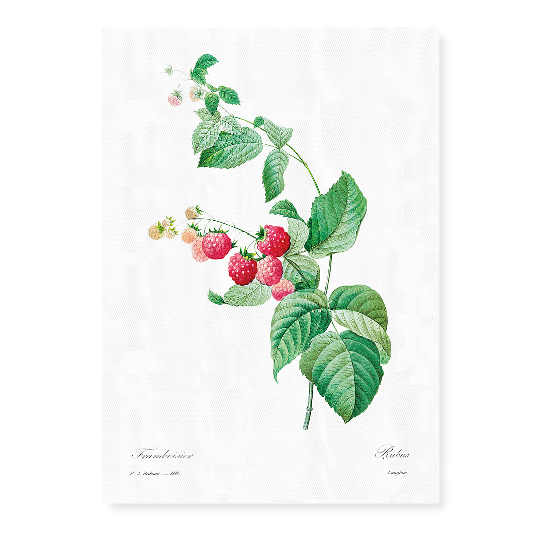 Raspberry by Pierre-Joseph Redouté - Art Print