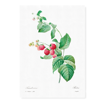 Raspberry by Pierre-Joseph Redouté - Art Print