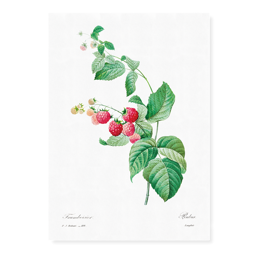 Raspberry by Pierre-Joseph Redouté - Art Print