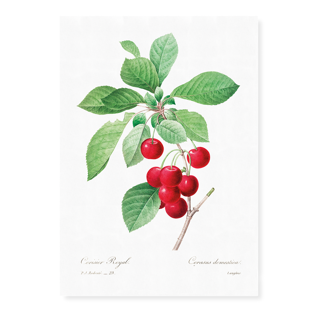 Red cherry by Pierre-Joseph Redouté - Art Print