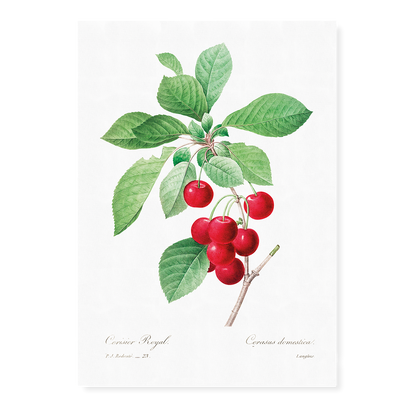 Red cherry by Pierre-Joseph Redouté - Art Print