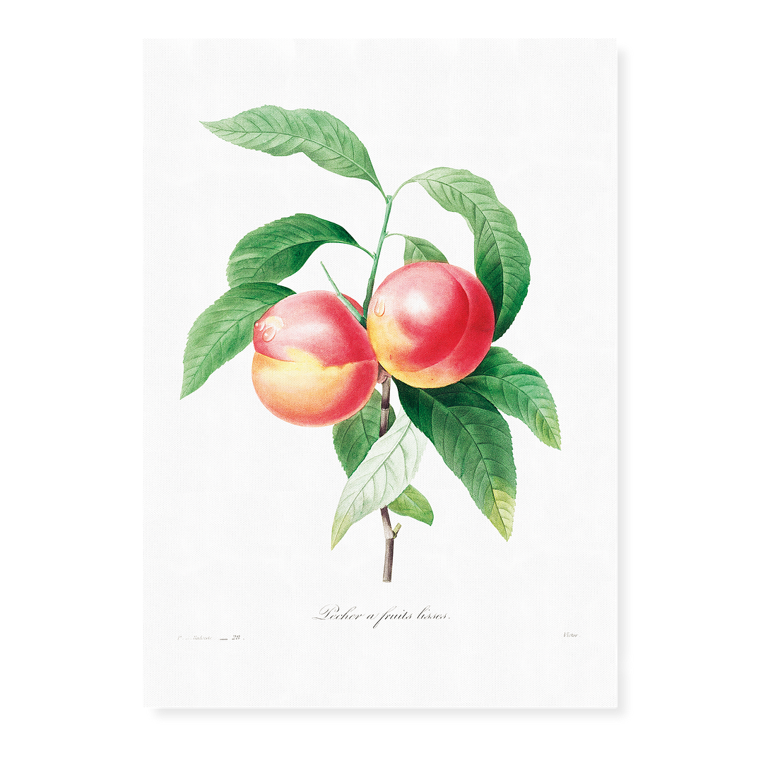 Peaches on a branch By Pierre-Joseph Redouté - Art Print