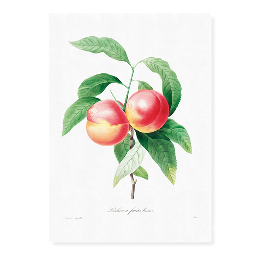 Peaches on a branch By Pierre-Joseph Redouté - Art Print