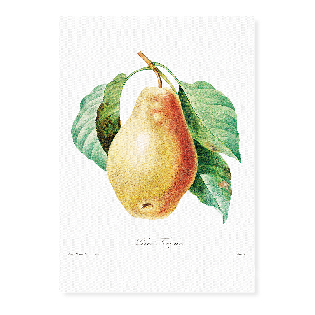 Pear by Pierre-Joseph Redouté - Art Print