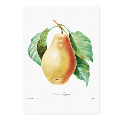 Pear by Pierre-Joseph Redouté - Art Print