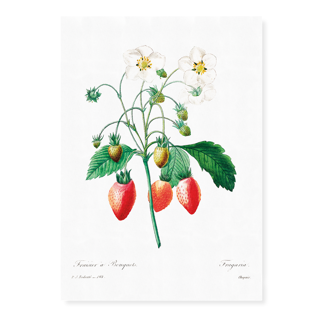 Strawberry by Pierre-Joseph Redouté - Art Print