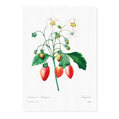 Strawberry by Pierre-Joseph Redouté - Art Print