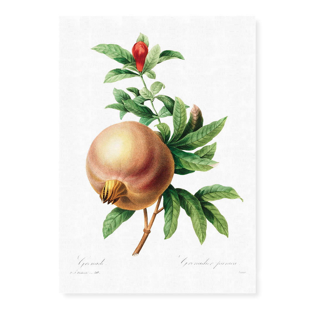 Pomegranate By Pierre-Joseph Redouté - Art Print