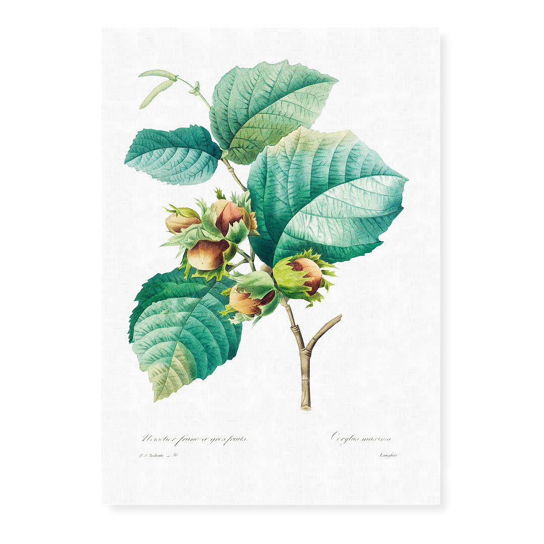 Hazelnut by Pierre-Joseph Redouté - Art Print