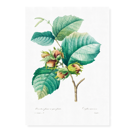 Hazelnut by Pierre-Joseph Redouté - Art Print