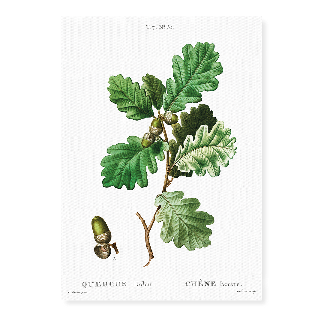 European oak By  Pierre-Joseph Redouté - Art Print