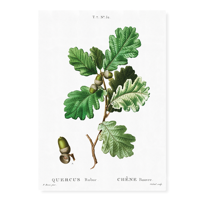 European oak By  Pierre-Joseph Redouté - Art Print