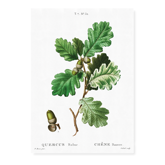 European oak By  Pierre-Joseph Redouté - Art Print